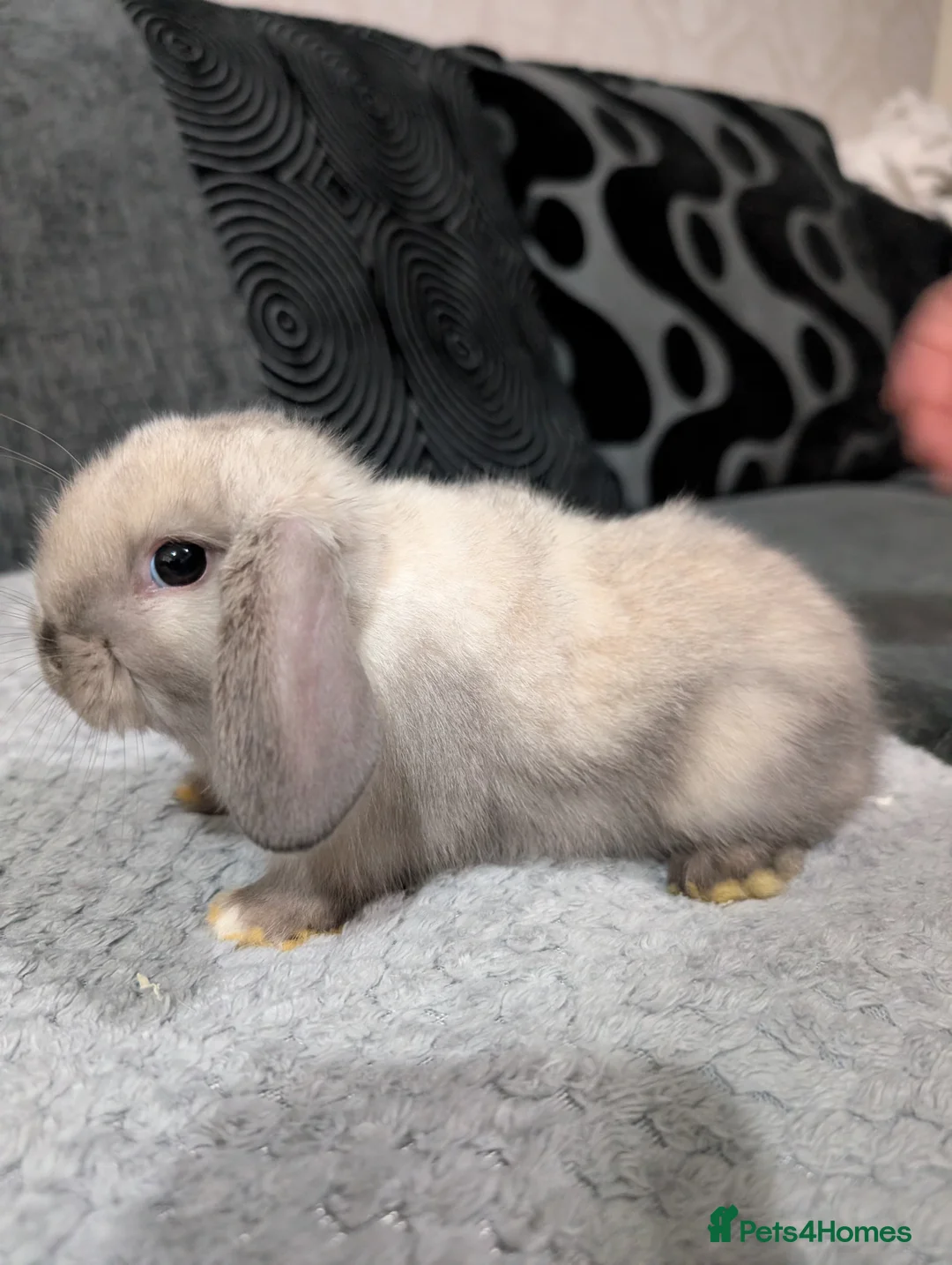 Mini Lop rabbits for sale: 6 beautiful mini lops available 16/3 in Ashford - Advert 2
