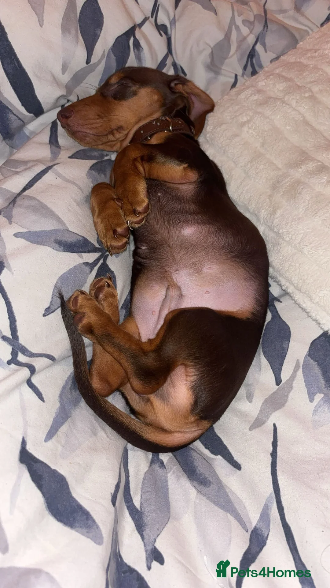 Dachshund dogs for sale: 8 month old Daschund Male for sale in Burnley - Advert 1