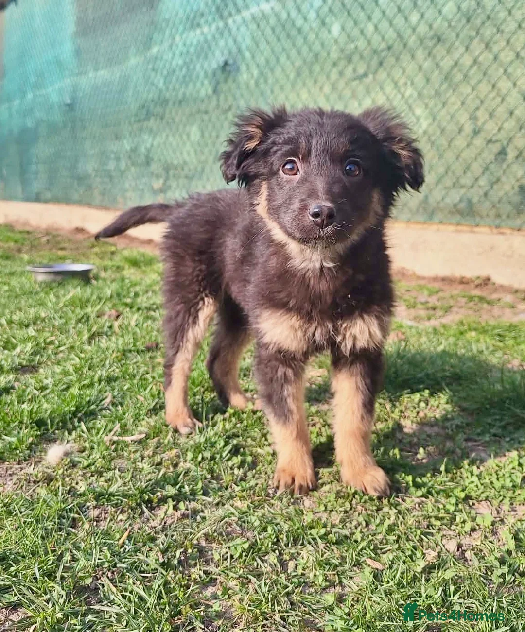 Mixed Breed dogs for adoption: Raspberry for adoption in Macclesfield - Advert 2
