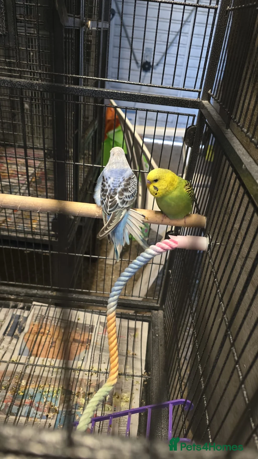 Budgerigars birds for sale: Budgies  - Advert 1