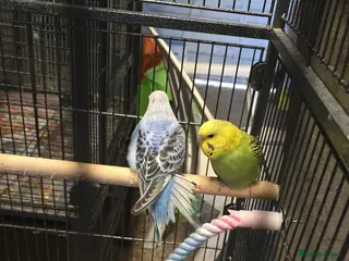 Budgerigars birds Budgies in Harrow - Advert 1