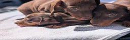 Miniature Dachshund dogs for sale: 🐾 Beautiful Miniature Dachshund Puppies 🐾 - Advert 9