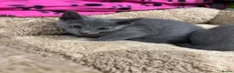 Russian Blue cats for sale: Stunning gccf registered Russian blue kittens  - Advert 4