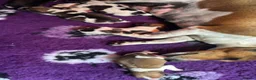 Jack Russell dogs for sale: Traditional mini Jack Russell puppes in Skegness - Advert 2
