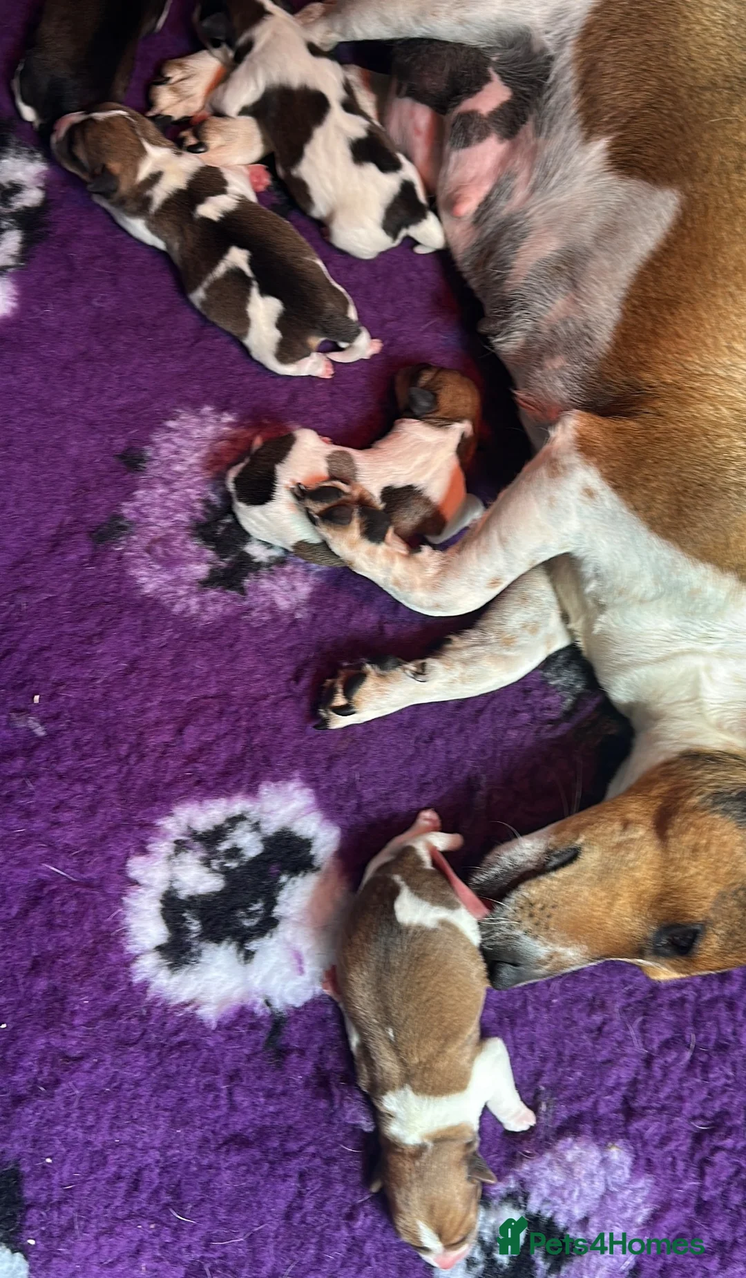 Jack Russell dogs for sale: Traditional mini Jack Russell puppes in Skegness - Advert 2