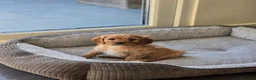 Cavapoo dogs for sale: Health tested Standard (cuddle) Cavapoos - Advert 30