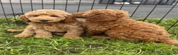 Cockapoo dogs for sale: F1b COCKAPOO Puppies - Advert 2