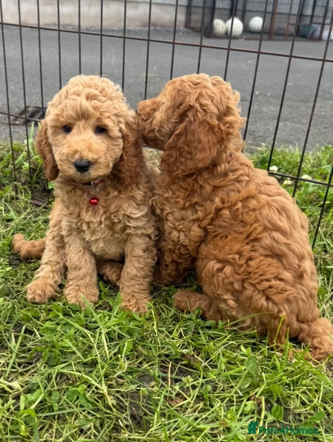Cockapoo dogs for sale: F1b COCKAPOO Puppies - Advert 2