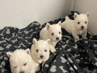 West Highland Terrier dogs Beautiful west highland puppies - Advert 7