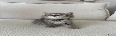 tabby girl