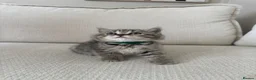 British Shorthair cats for sale: British shorthair kittens - Advert 11