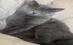 British Shorthair cats for sale: Chunky BSH male - Image 2