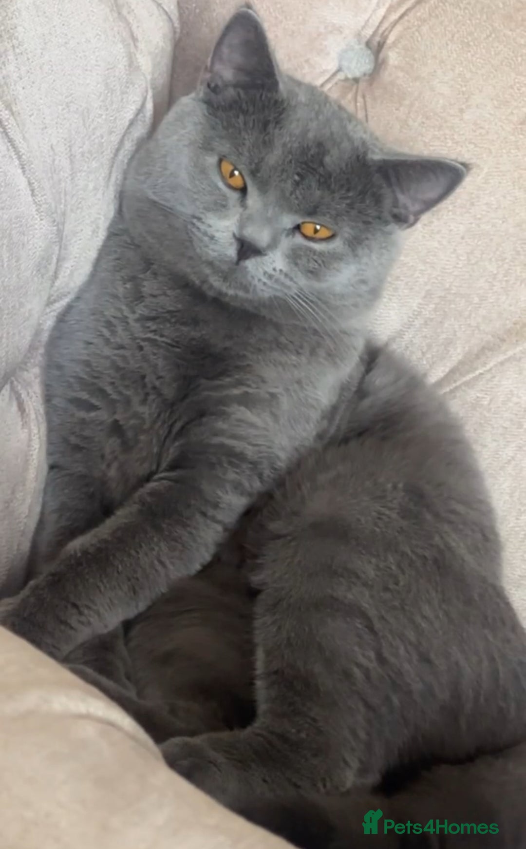 British Shorthair cats for sale: Chunky BSH male - Image 2