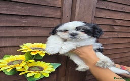 Shih Tzu dogs for sale: Beautiful shitzu puppies for sale - Image 9