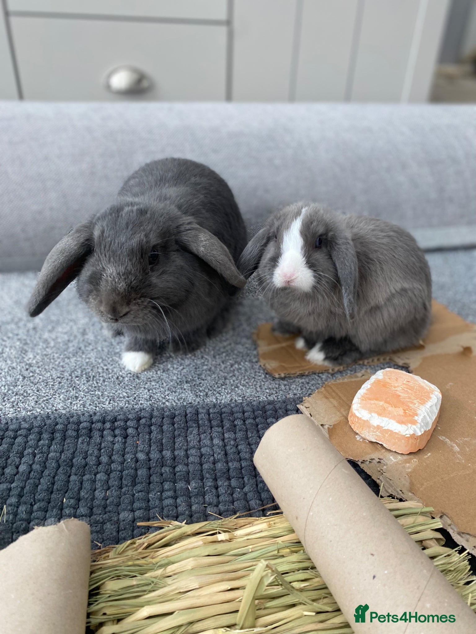 Mini Lop rabbits for sale: 2 female mini lop rabbits  - Advert 1
