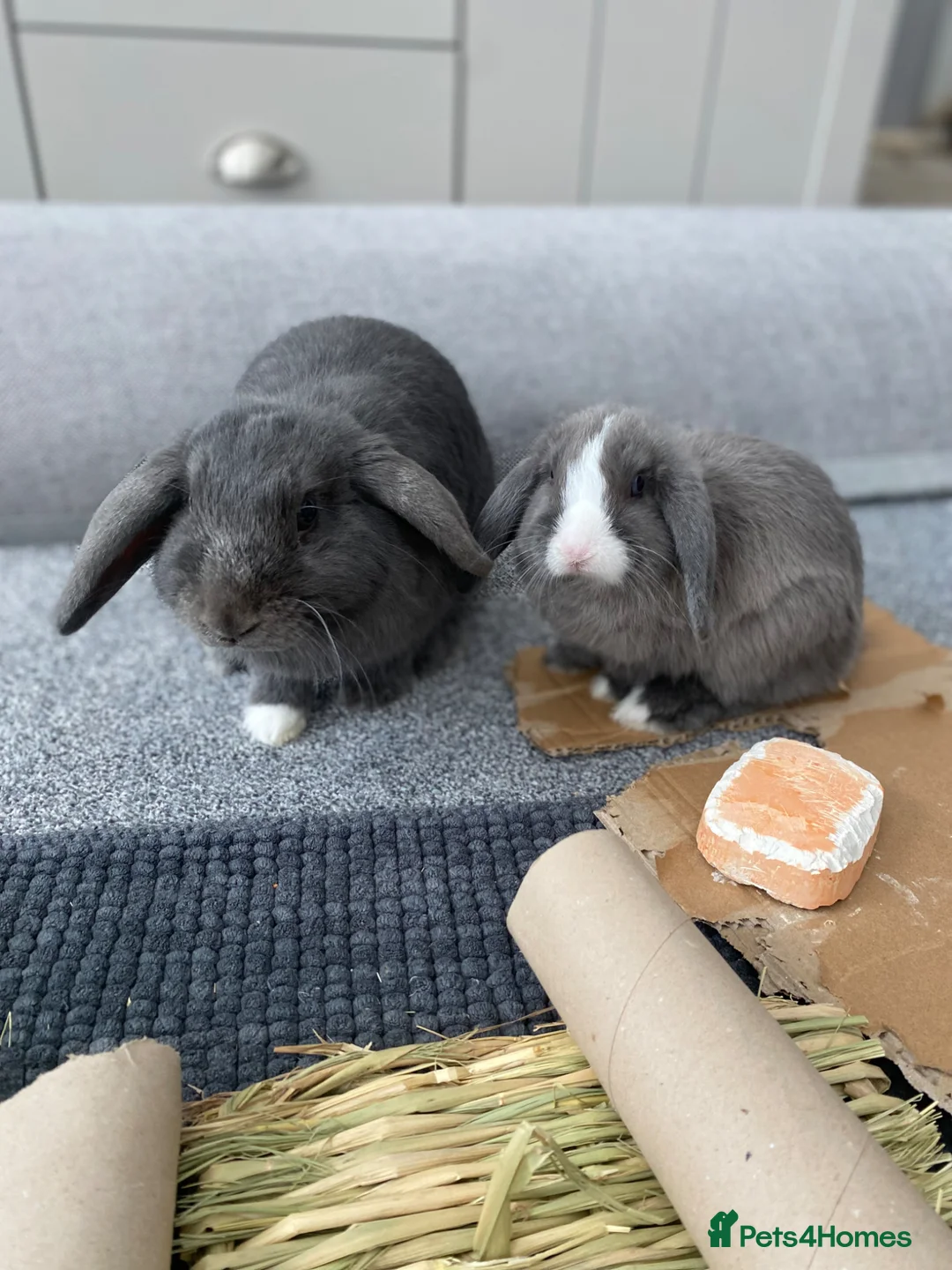Mini Lop rabbits for sale: 2 female mini lop rabbits  - Advert 1