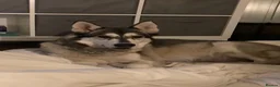 Saarloos Wolfdog dogs for sale: Gorgeous Wolfalike Puppies  - Advert 15