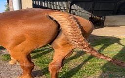 English Thoroughbred horses for sale: Sir John with tack  - Image 4