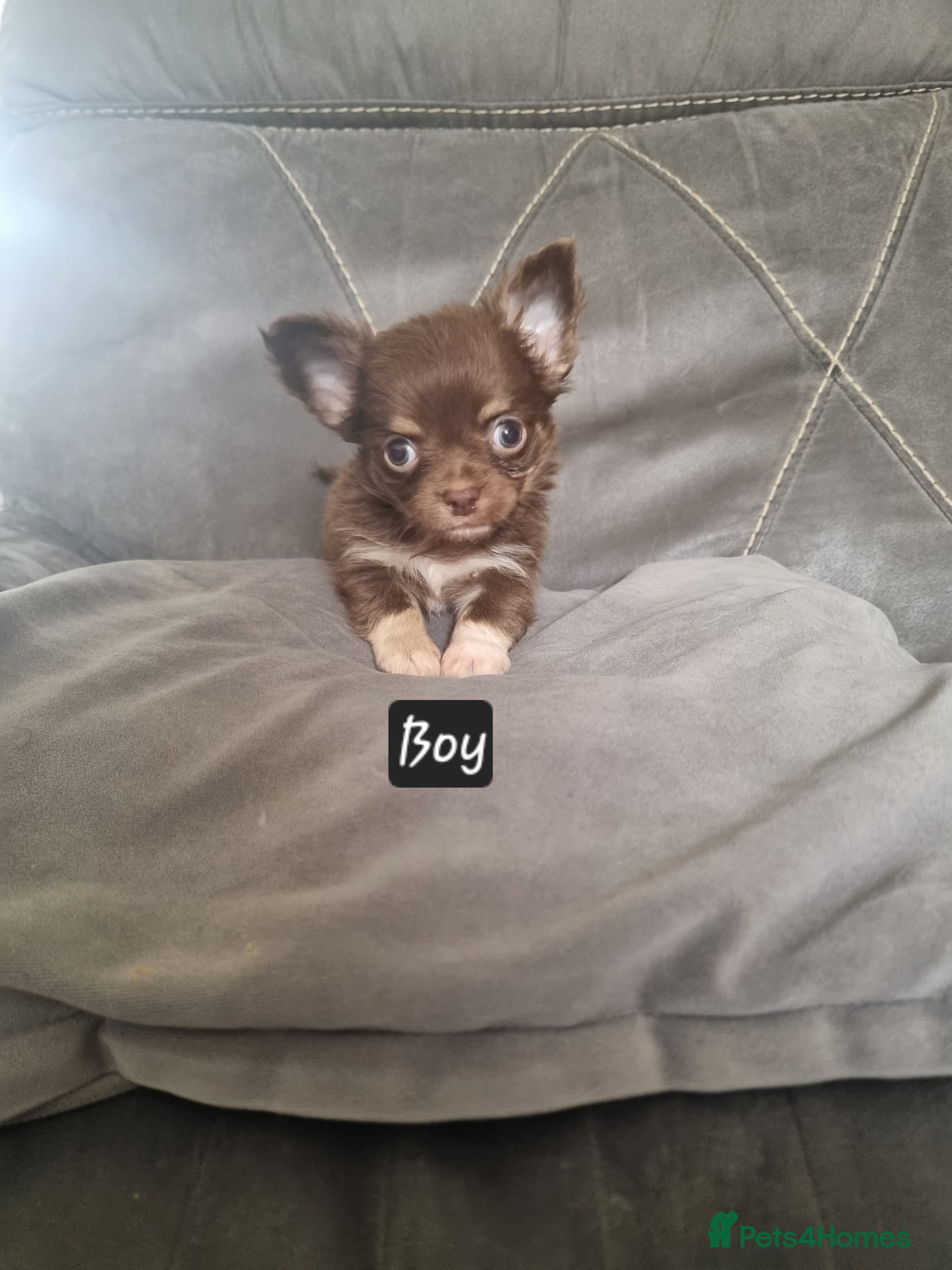 Chihuahua dogs Longhaired chihuahua puppies  - Advert 4