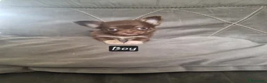 Chihuahua 1