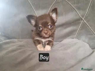 Chihuahua dogs Longhaired chihuahua puppies - Advert 4