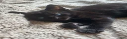 Mixed Breed cats for sale: Kittens for sale  - Advert 6