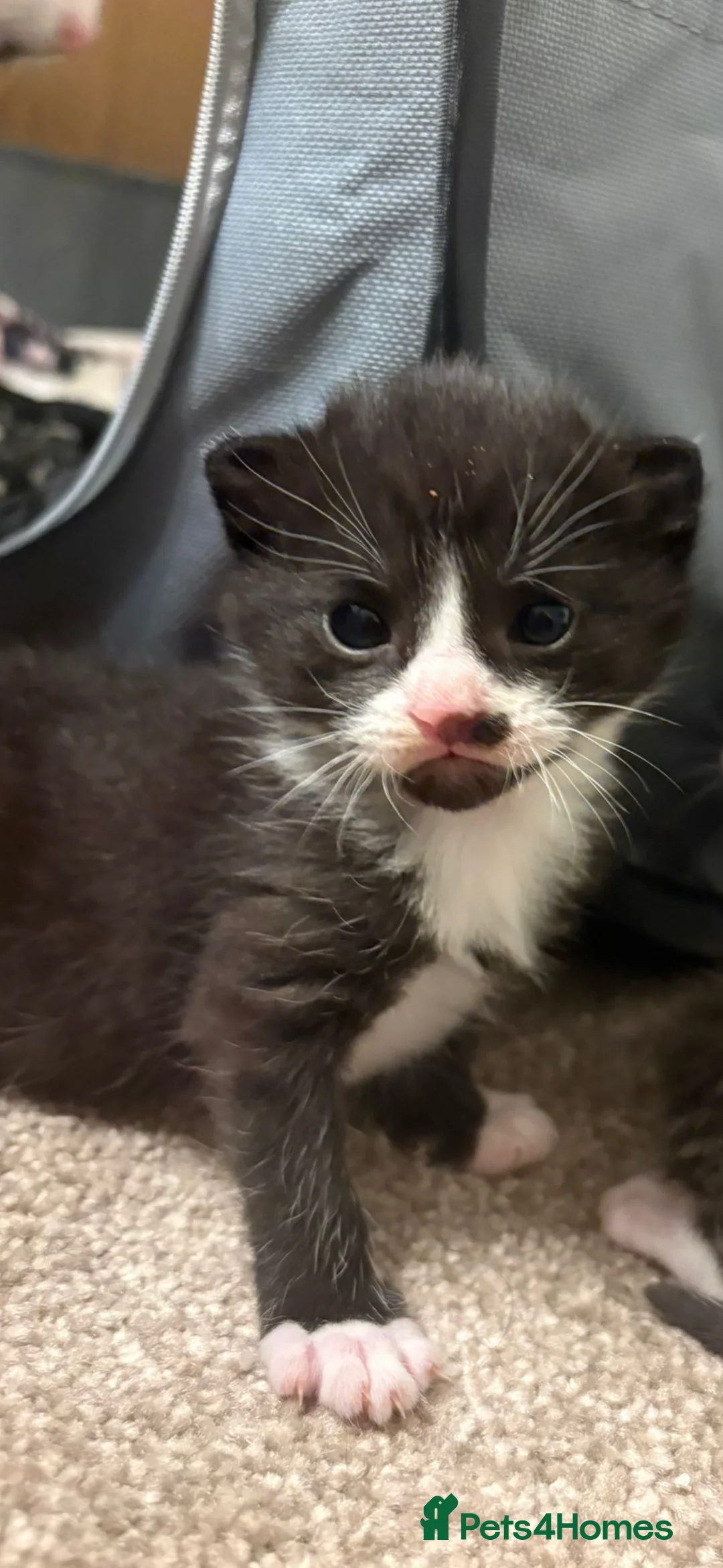 Mixed Breed cats for sale: Black and white kitten  - Advert 2