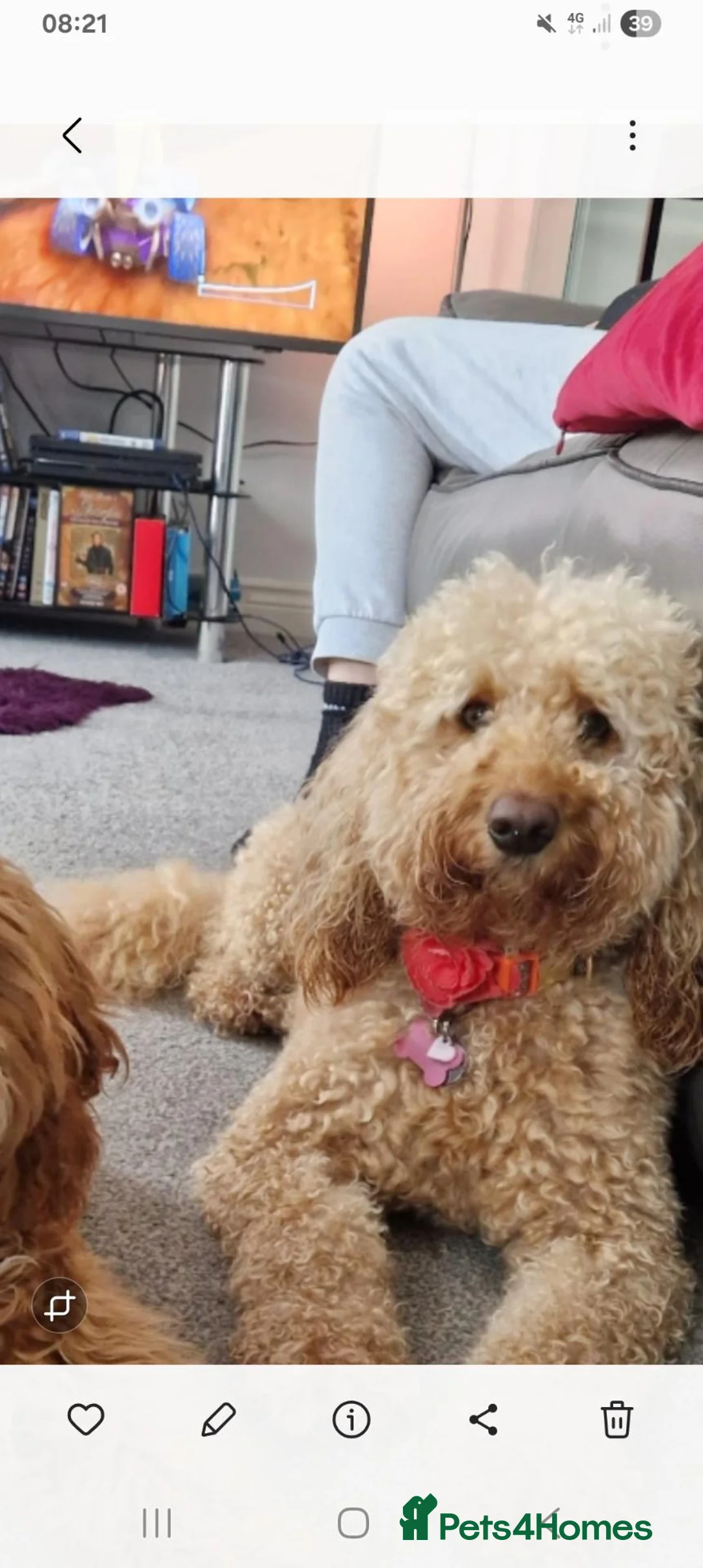 Cockapoo dogs for sale: Looking for her forever home  - Advert 1