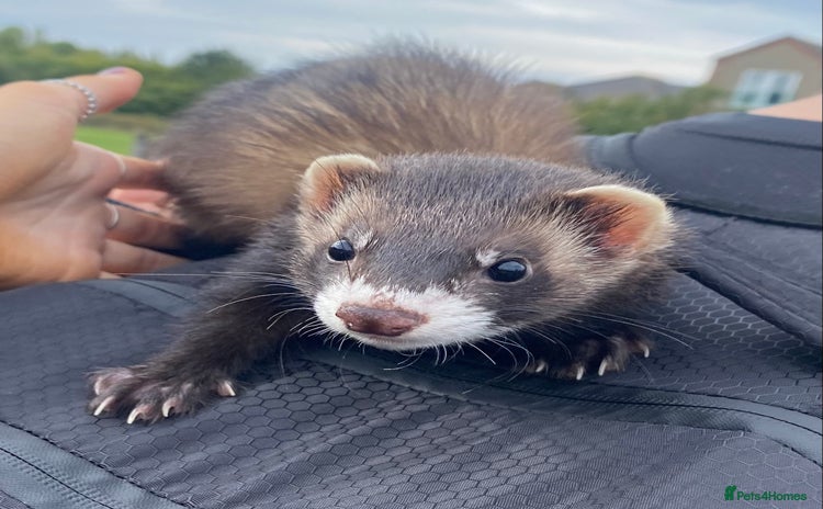 Ferret rodents - Advert 1