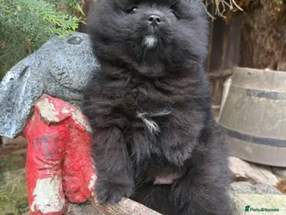 Pomeranian dogs Pomeranian - Advert 3