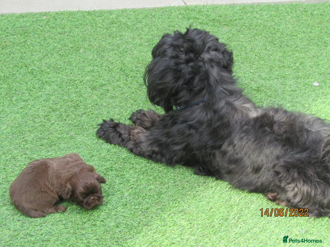 Shih Tzu dogs for stud: Bailey for stud in Spalding - Advert 15