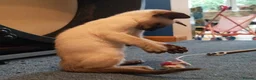 Siamese cats for sale: Seal Point Siamese Boy - Advert 5