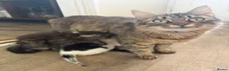 Mixed Breed cats for sale: Beautiful kittens looking for their forever homes in Loughborough - Advert 4