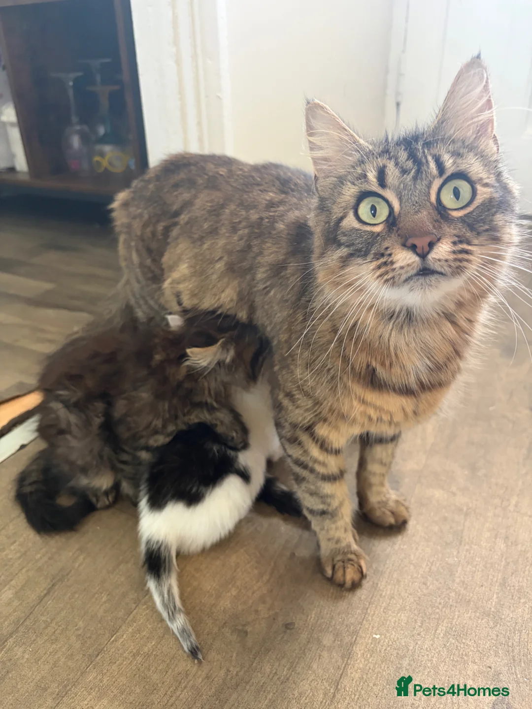 Mixed Breed cats for sale: Beautiful kittens looking for their forever homes in Loughborough - Advert 4