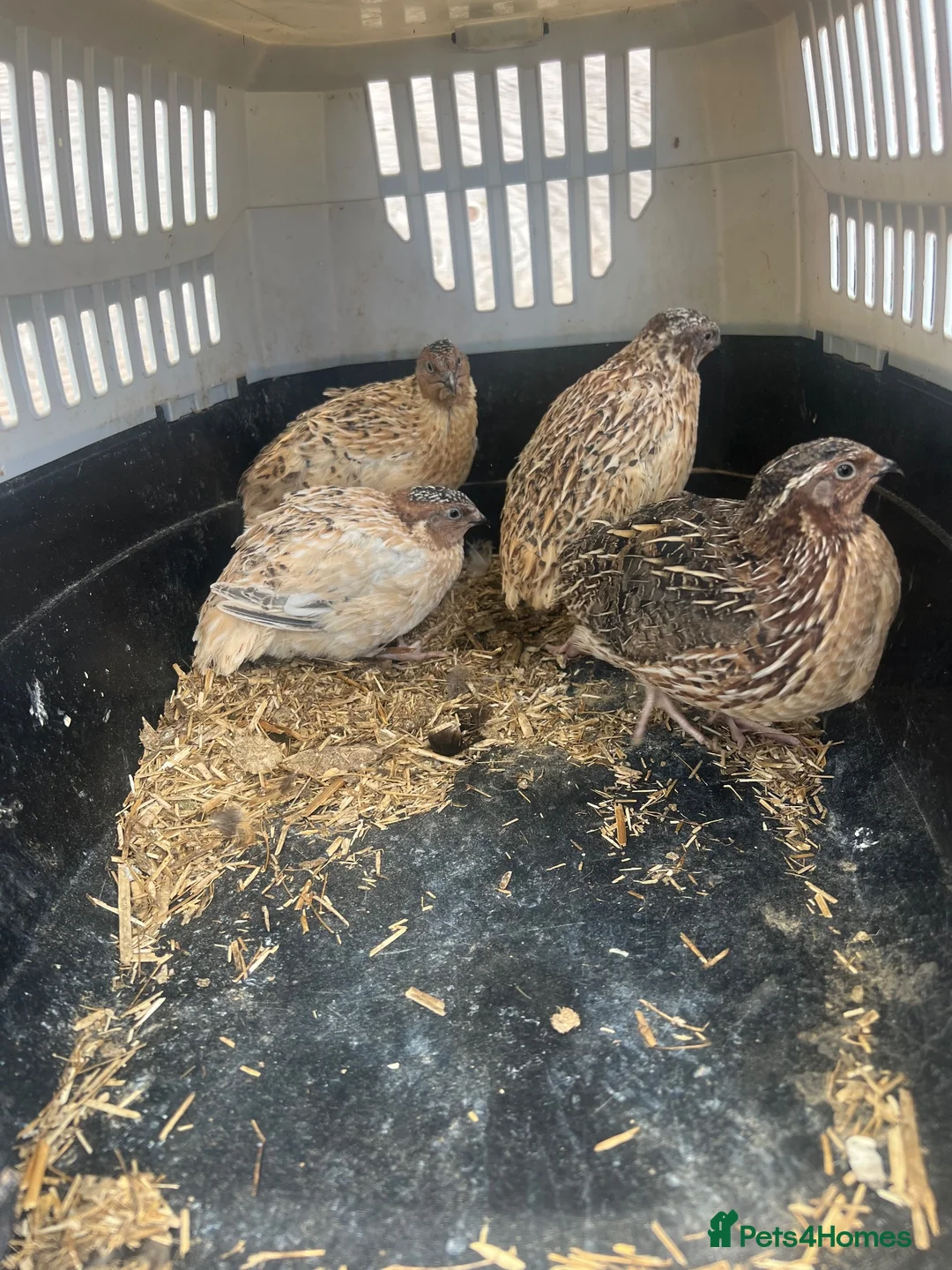 Mixed Breed birds for sale: 5 males quails for sale  - Advert 2