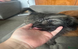 Mixed Breed dogs for sale: Two puppies 9 weeks old  - Image 2