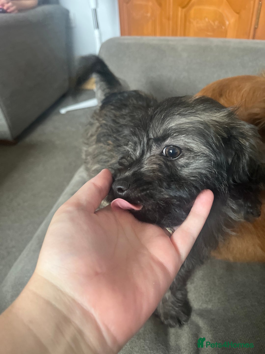 Mixed Breed dogs for sale: Two puppies 9 weeks old  - Image 2