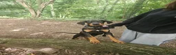 Dobermann dogs for sale: Male 3/4 doberman 1/4 huntaway  in Wetherby - Advert 2