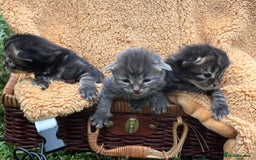 Maine Coon cats for sale: Maincoon cross kittens  - Image 10