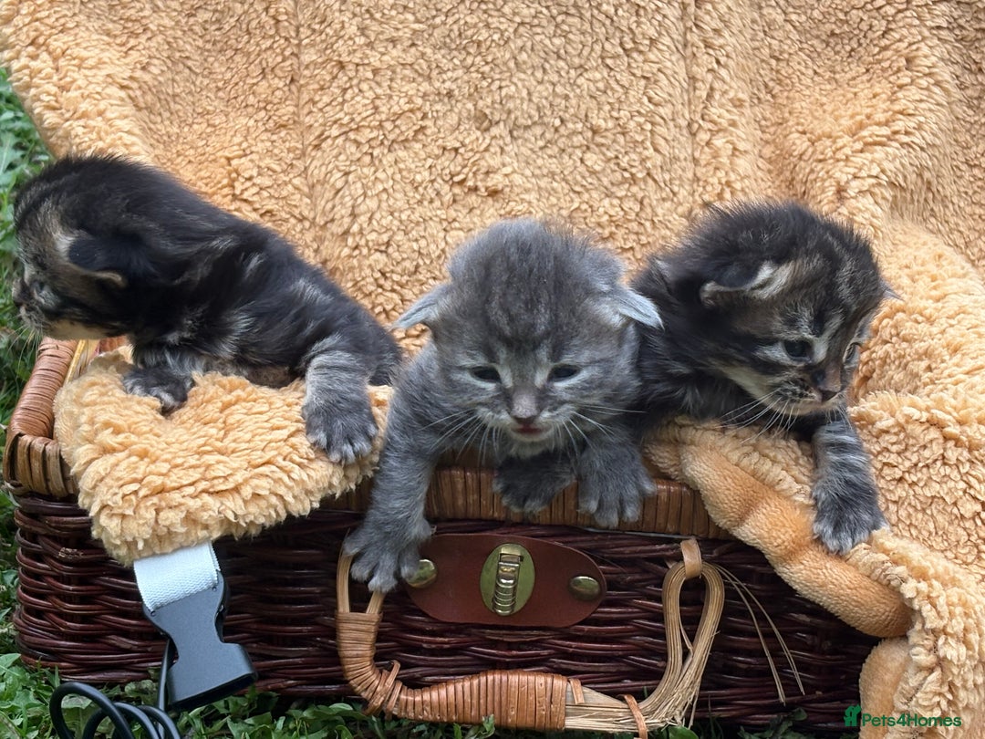 Maine Coon cats for sale: Maincoon cross kittens  - Image 10
