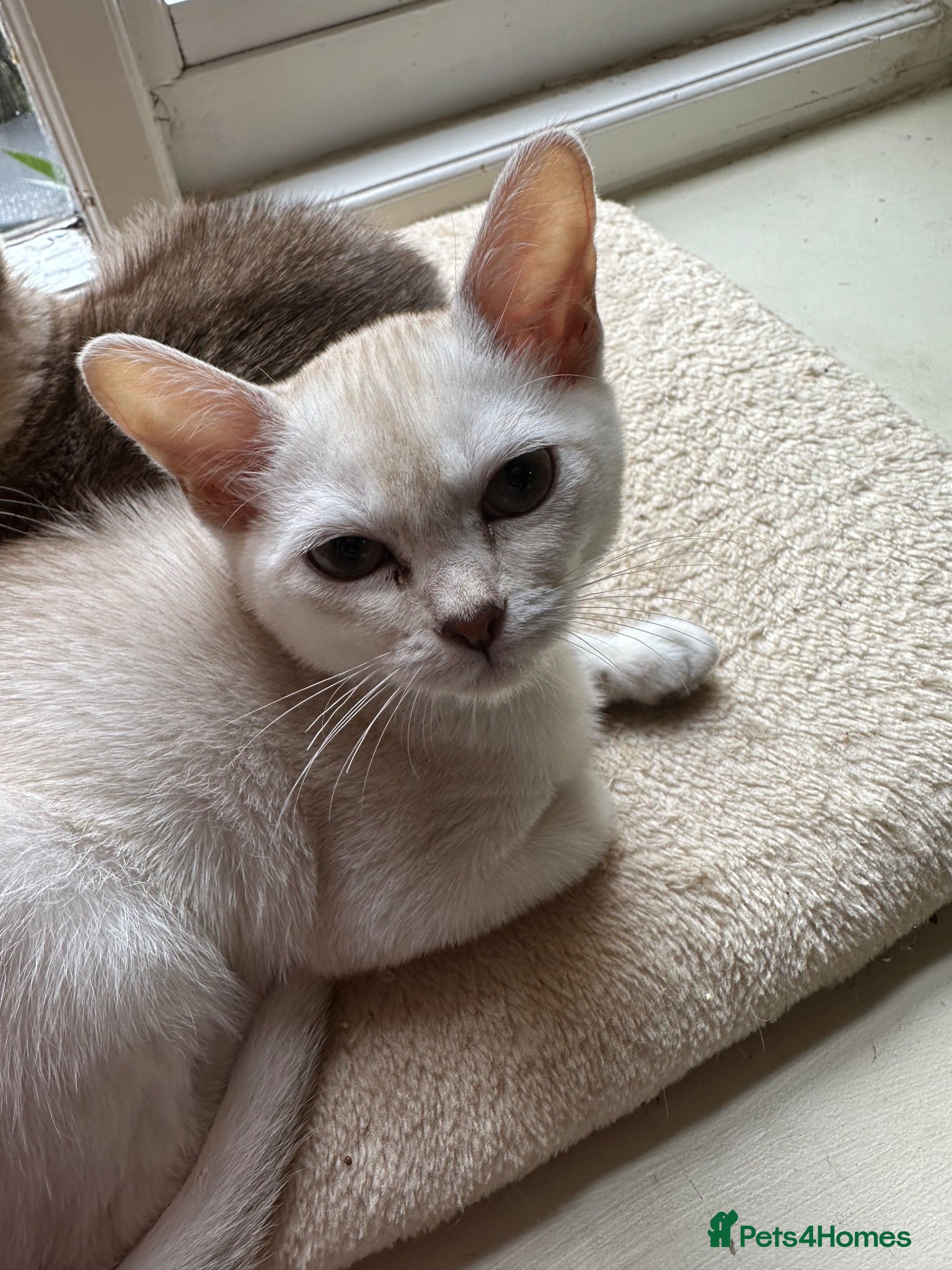 Burmilla cats GCCF reg pedigree kittens - Advert 1