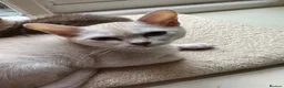 Burmilla cats for sale: GCCF reg pedigree kittens - Advert 1