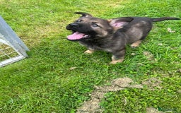 German Shepherd dogs for sale: German Shepherd Pups  - Image 36