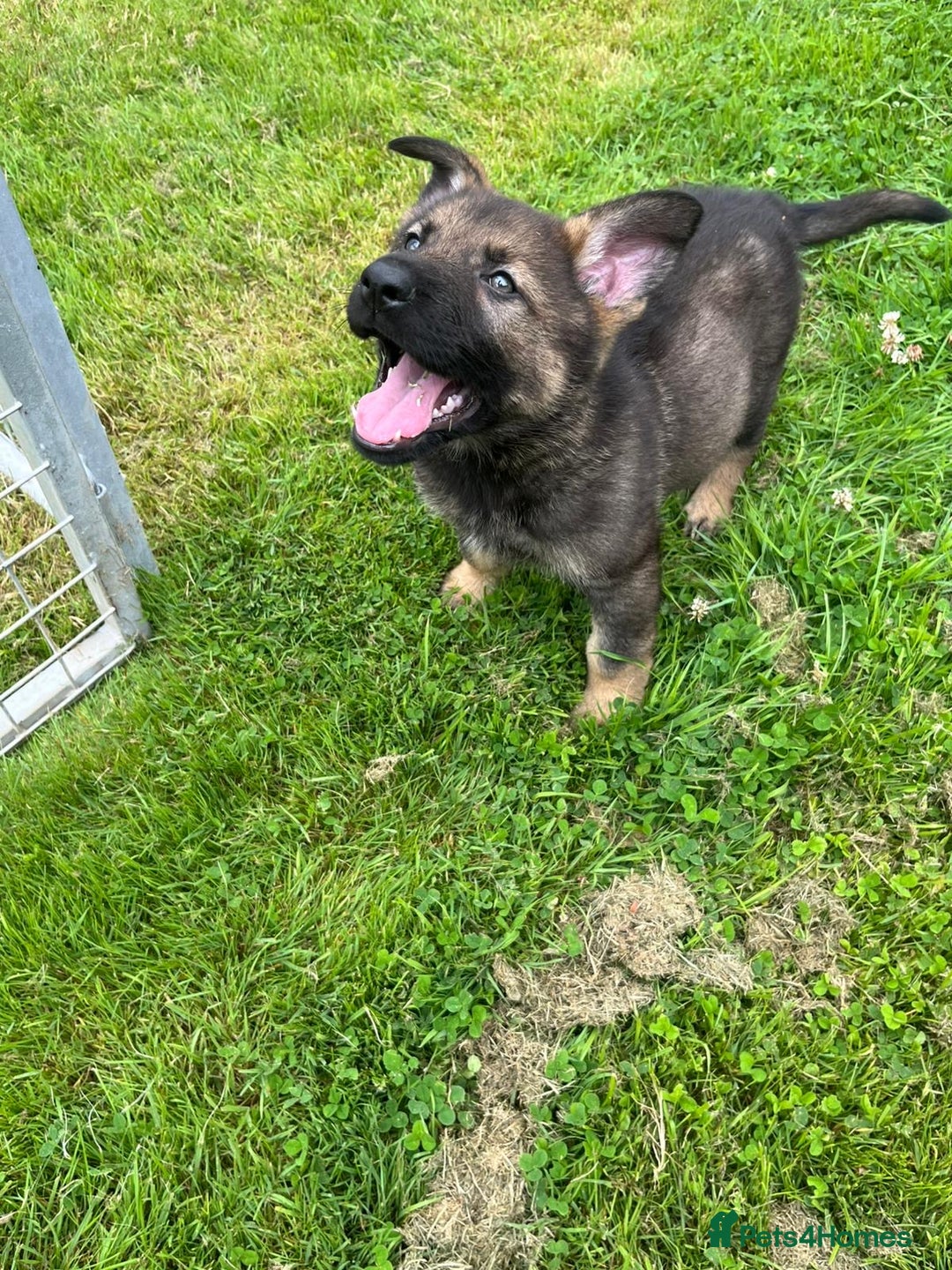 German Shepherd dogs for sale: German Shepherd Pups  - Image 36