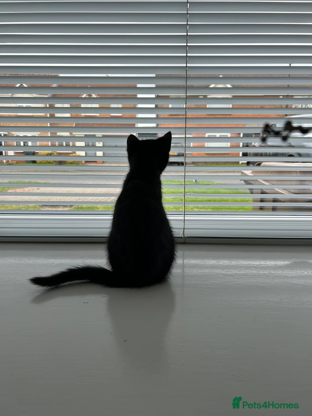 British Shorthair cats for sale: 13 week old female kitten in Wallsend - Advert 5