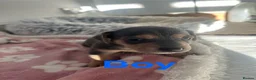 Jack Russell dogs for sale: Blue and tan jack Russel pups  - Advert 3