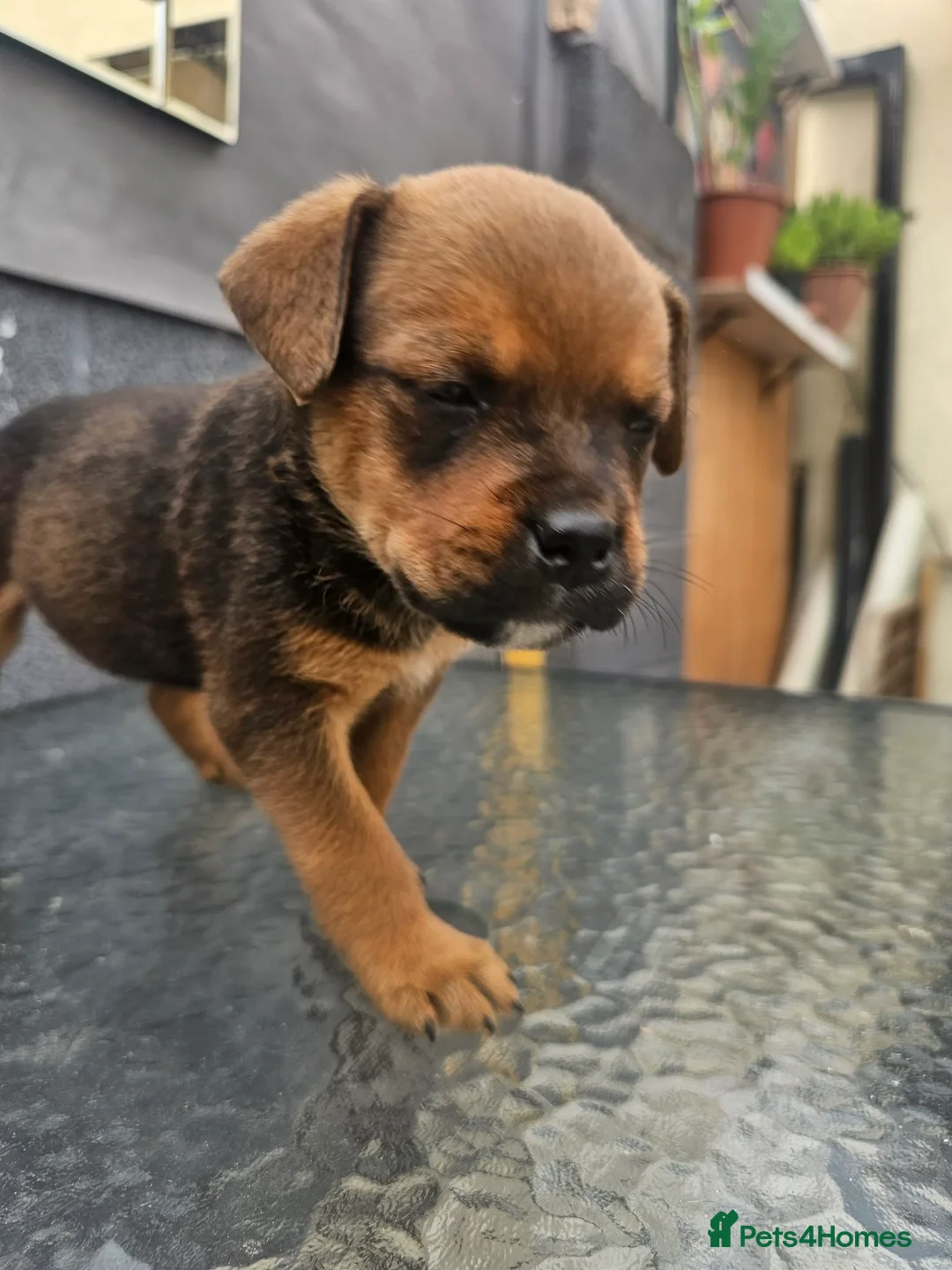Mixed Breed dogs for sale: Amstaff x Rottwiller puppies looking for a home in Walsall - Advert 2