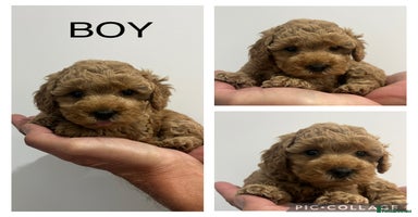 Mixed Breed dogs - Advert 13
