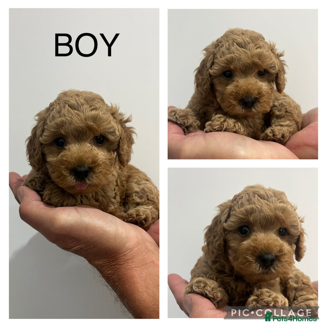 Mixed Breed dogs for sale: Gorgeous Malshipoo puppies  - Image 3