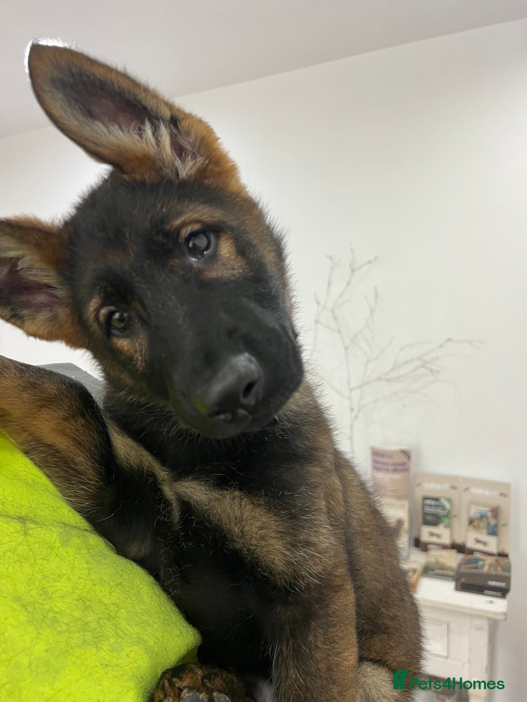 German Shepherd dogs for sale: Czechoslovakian German shepherd working line - Advert 6